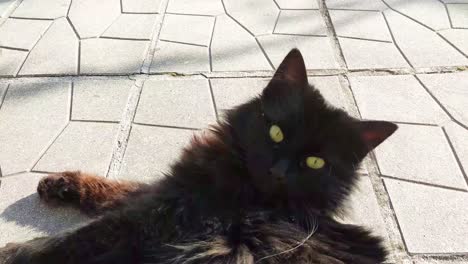 big black cat lies on the ground