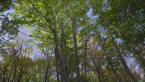 low-angle-Static-shot-looking-up-autumn-colour-forest-trees-foliage-moving-wind