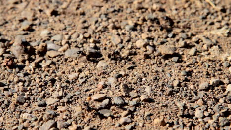 ants, black ants carrying food and supplies into their ant colony