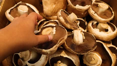 hand picking mushrooms from a market display