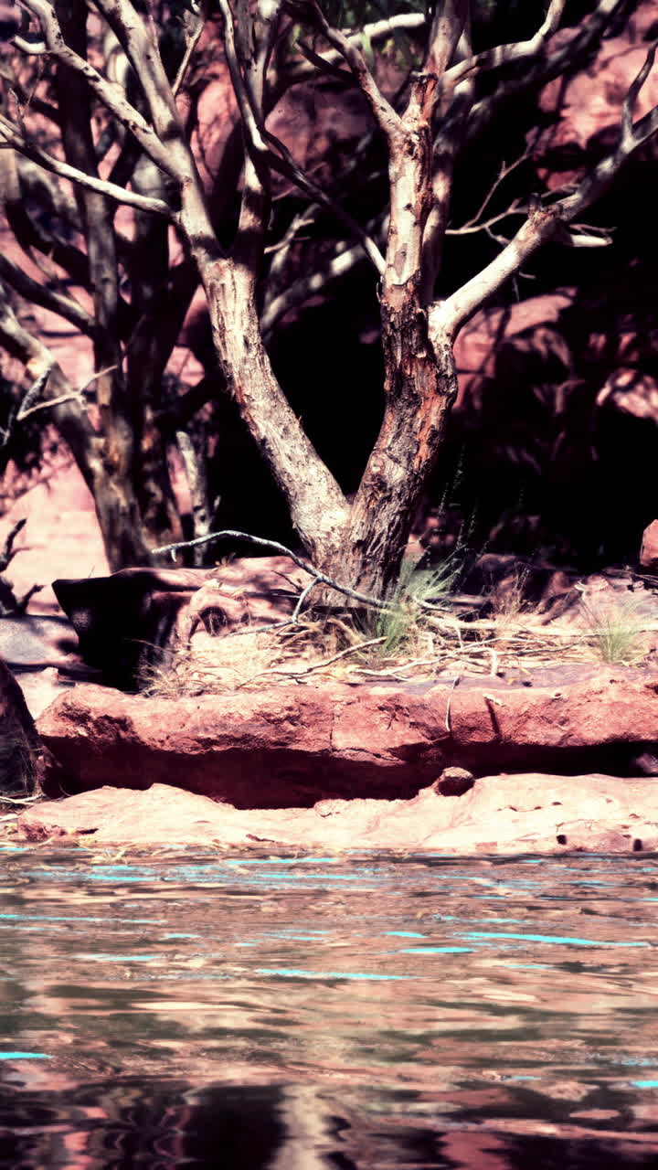 un árbol junto a un río en un cañón