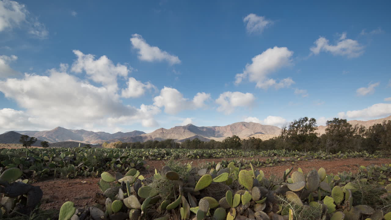 lapso de tiempo de cactus 06