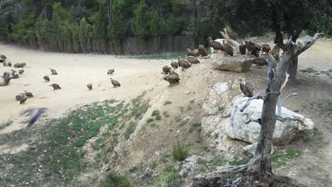 close-up shot of a large group of vultures taking off with their wings spread after feeding on carrion