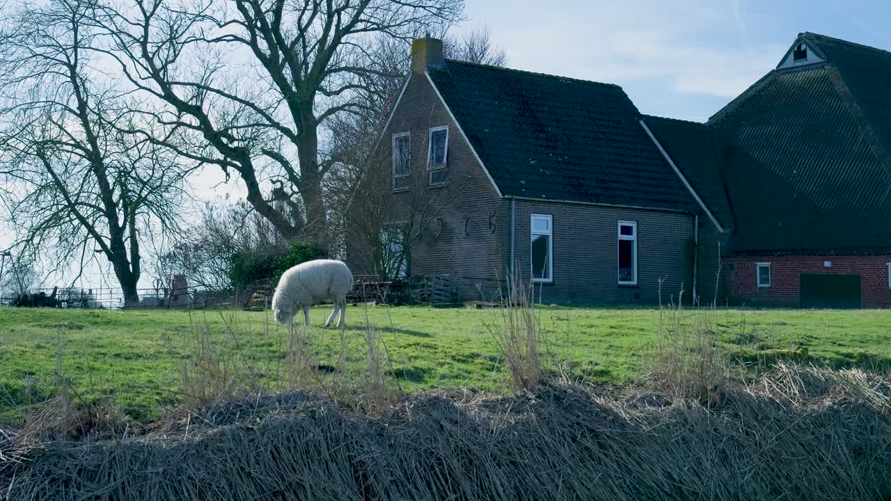 White Sheep Grazing in a Green Pasture with a Farmhouse