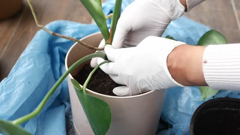 repotando una planta de interior con guantes blancos