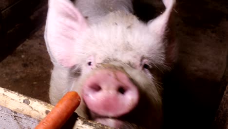 large white pig eating a carrot