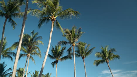 Tall-palm-trees-swaying-in-the-breeze-against-blue-sky-with-copy-space---slow-panning-motion