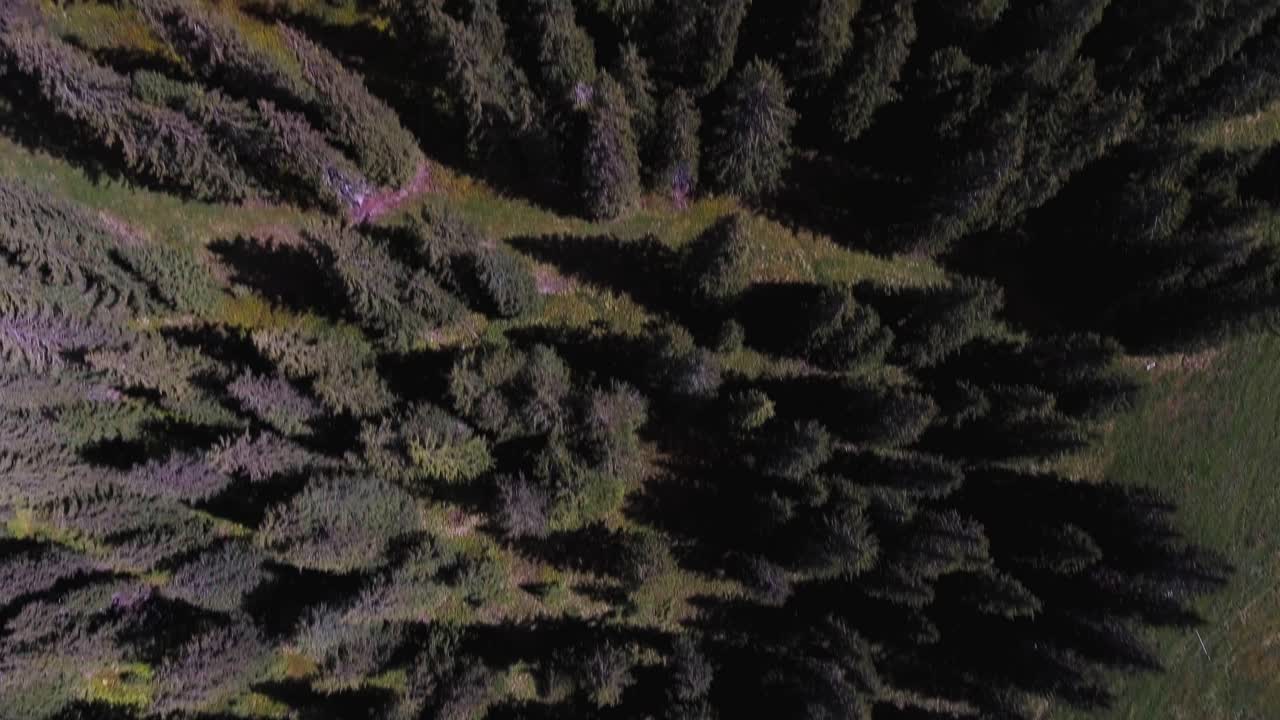 vuelo aéreo sobre abetos en la montaña