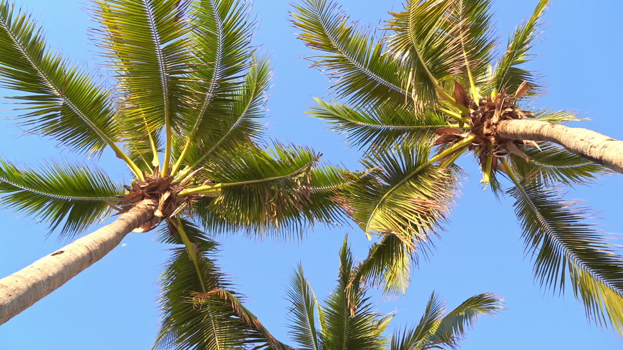 Arc on palm tree fronds and trucks