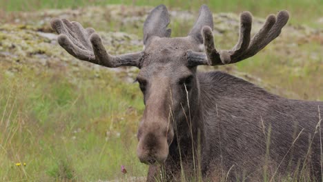 Elk-or-Moose,-(Alces-alces)-in-the-green-forest.-Beautiful-animal-in-the-nature-habitat.