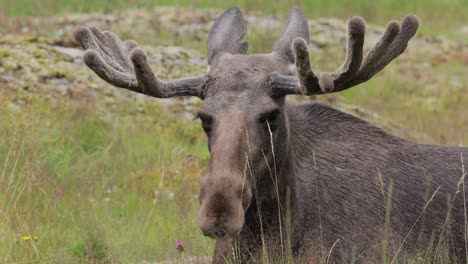 el alce o el alce, (alces alces) en el bosque verde. hermoso animal en el hábitat natural.