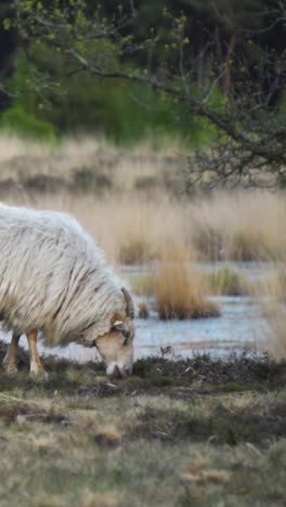 sheep grazing in a marsh