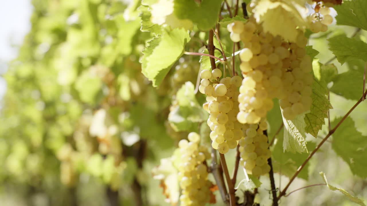 White Grapes on the Vine