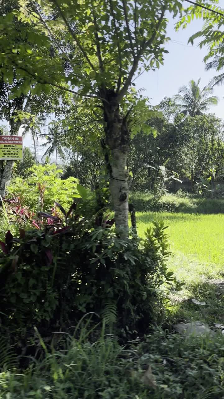 Berkendara Melewati Vegetasi Tropis Hijau Subur dan Sawah