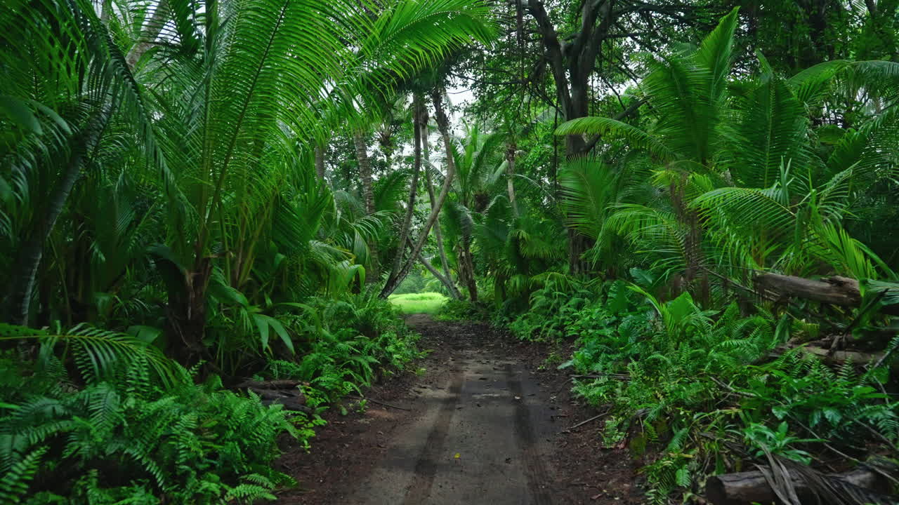 Guidando attraverso una rigogliosa vegetazione tropicale verde