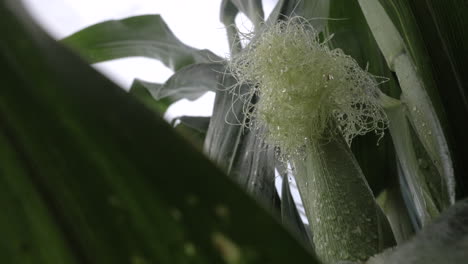 slow motion static shot of wet corn in a field