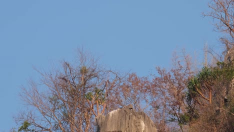 Visto-En-La-Cima-De-Una-Montaña-De-Piedra-Caliza-Saliendo,-Mailand-Serow-Capricornis-Sumatraensis-Maritimus,-Tailandia