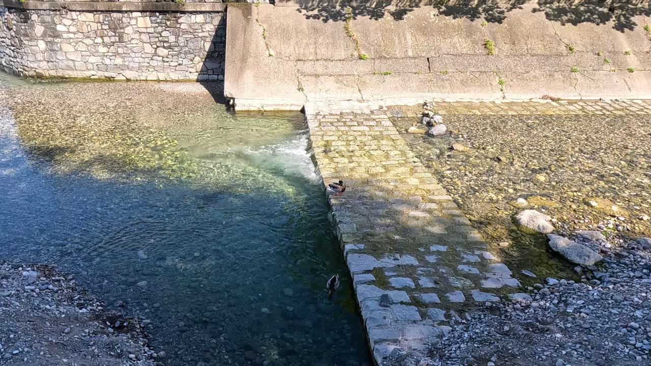 un pato nada cerca de una pasarela de piedra