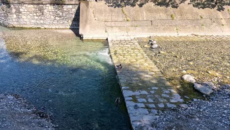 un pato nada cerca de una pasarela de piedra