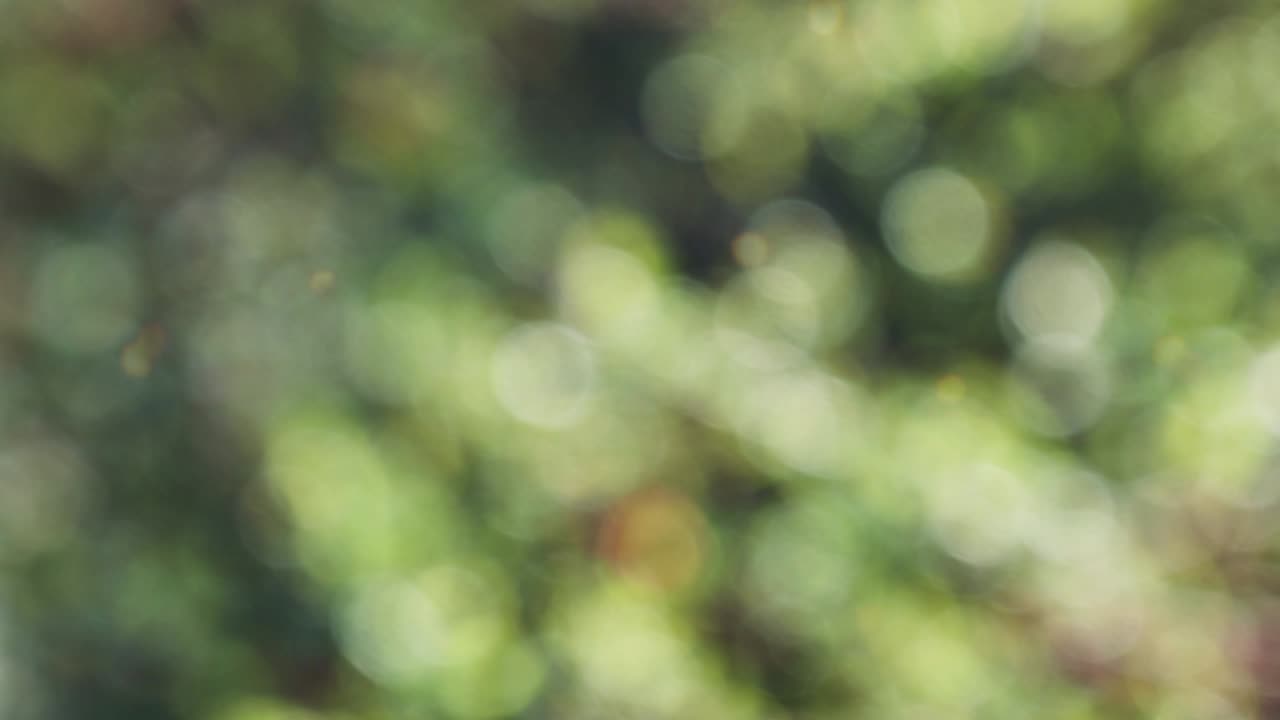 Abstract forest bokeh motion background