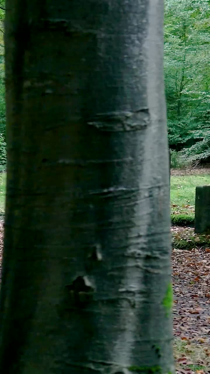 Cemetery with Headstones in a Forest