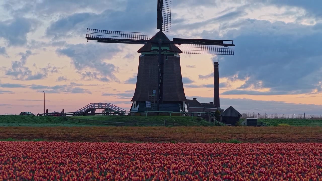 Nederlandsk vindmølle som står i et tulipanfelt ved solnedgang