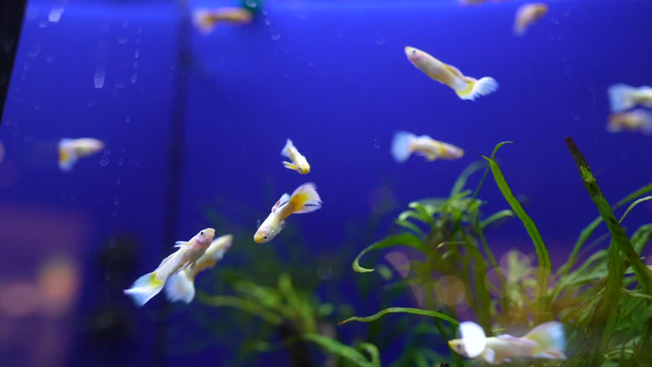 guppies en un acuario azul