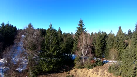 drone going above the forest