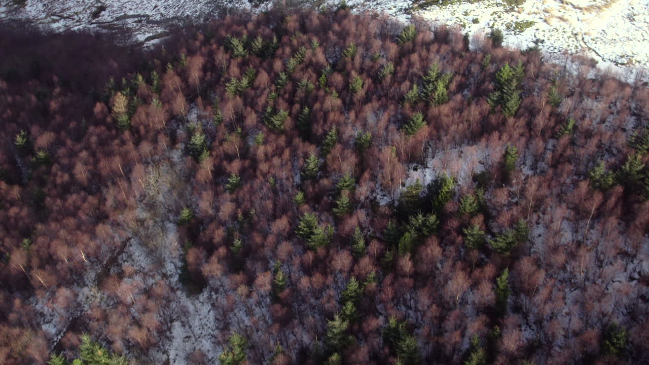 Flyover a Snowy Winter Forest in Wales