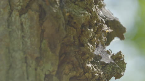 a wasp flying out of a piece of tree trunk and hovering for a moment in front of the bark