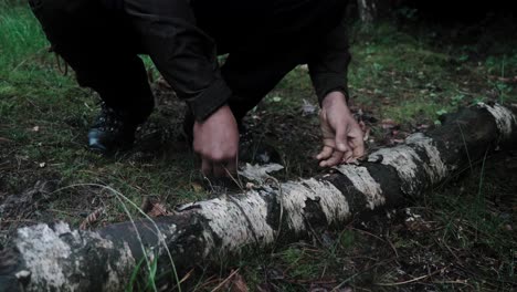 persona que recolecta corteza de abedul para iniciar fuego primitivo, tiro estático
