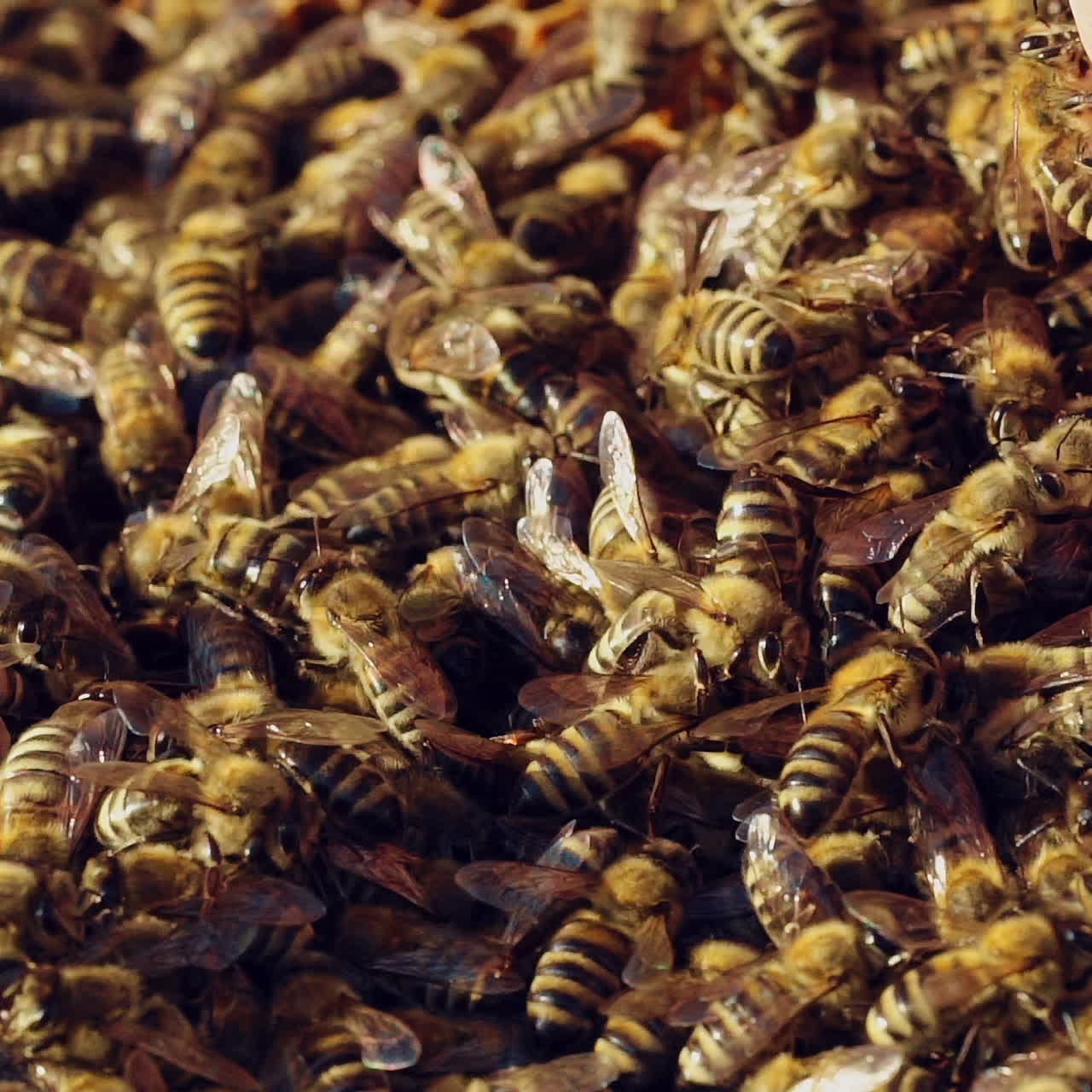 Hand of beekeeper is working with bees and beehives on the apiary. Bees on honeycombs. Frames of a bee hive