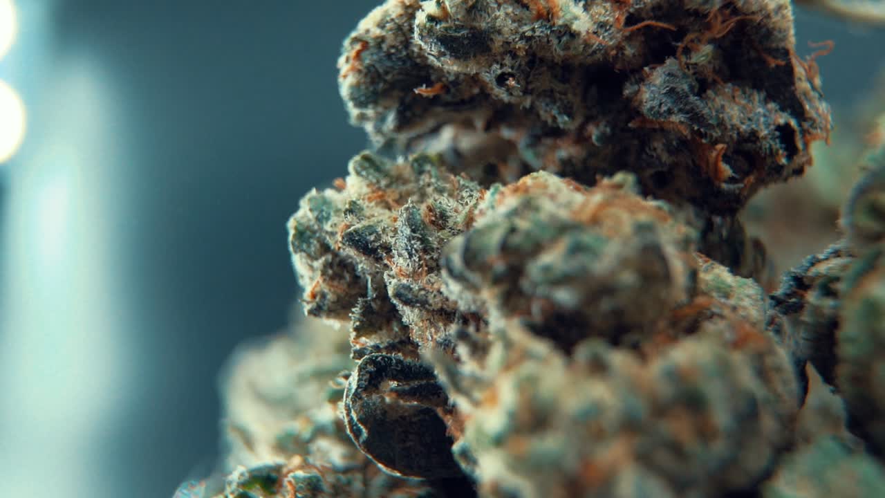A macro cinematic juicy shot of a cannabis plant, hybrid orange strains, Indica ,marijuana flower, on a 360 rotating stand, Full HD, super slow motion, 120 fps, studio lighting