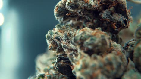 A-macro-cinematic-juicy-shot-of-a-cannabis-plant,-hybrid-orange-strains,-Indica-,marijuana-flower,-on-a-360-rotating-stand,-Full-HD,-super-slow-motion,-120-fps,-studio-lighting