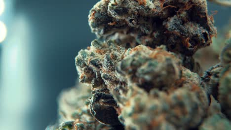 una macro cinematográfica jugosa toma de una planta de cannabis, variedades híbridas de naranja, indica, flor de marihuana, en un soporte giratorio 360, full hd, super cámara lenta, 120 fps, iluminación de estudio