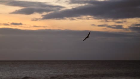 bird flying over ocean at sunset