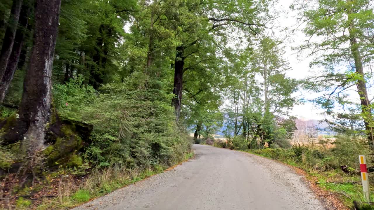 Forward-moving car view along winding forest road, natural daylight, lush greenery, steady camera movement