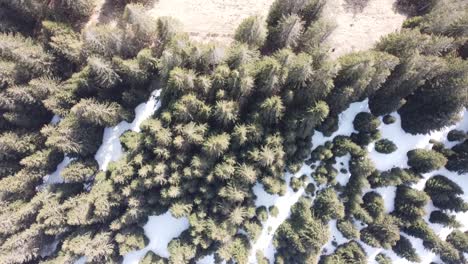 drone vuela sobre un bosque verde de abetos suizos con algo de nieve