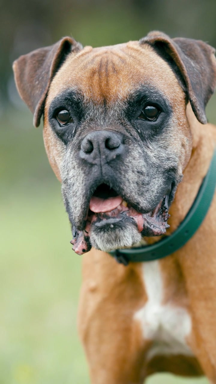 Close-up Portrait of an Adult Boxer Dog Outdoors