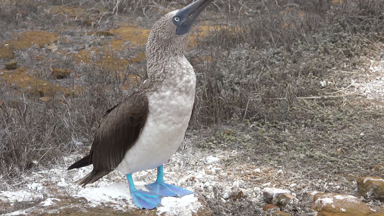 un piquero de patas azules bate sus alas en un acantilado en las islas galápagos ecuador 1