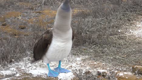 a blue footed booby flaps its wings on a cliff face in the galapagos islands ecuador 1