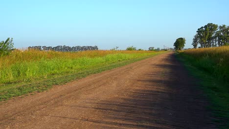 a dirt road running along a corn field in the countryside late in the afternoon