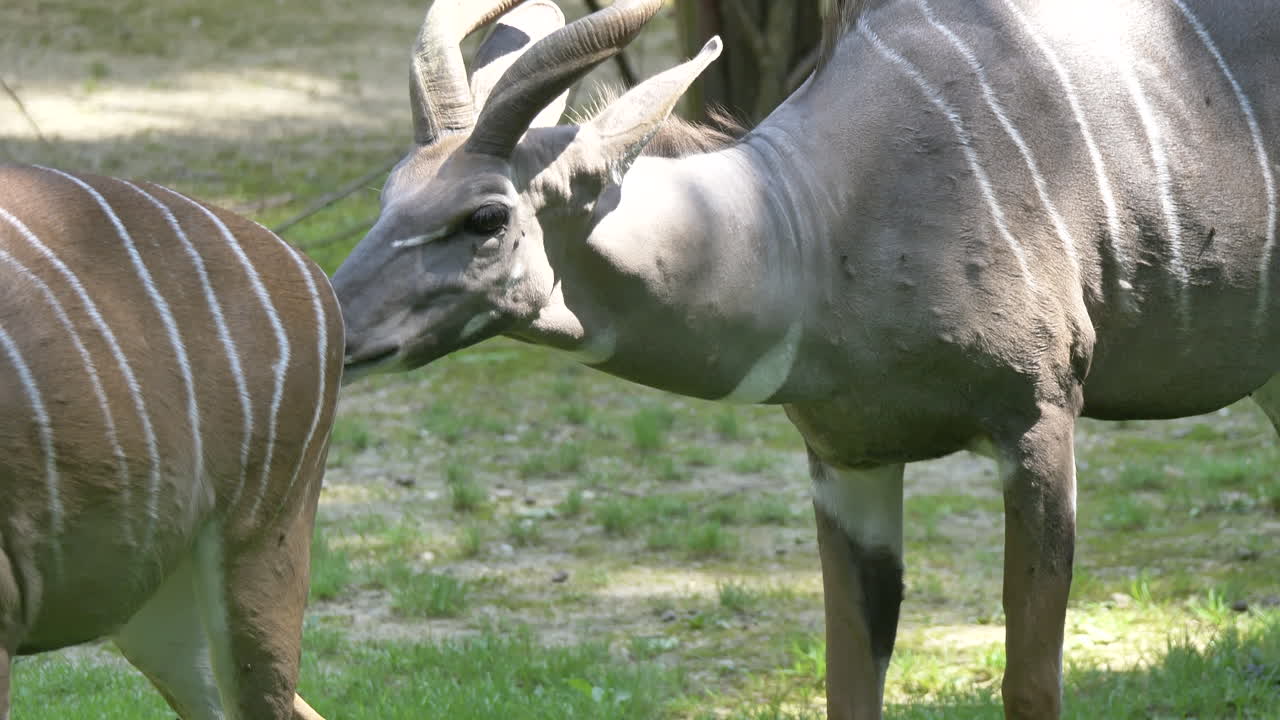 Close up of Lesser Kudu, Tragelaphus imberbis a Forest Antelope in African National Park- Slow motion shot