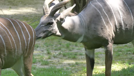 close up of lesser kudu, tragelaphus imberbis a forest antelope in african national park- slow motion shot