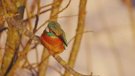 Close-up-portrait-of-Common-kingfisher-intently-staring-down-searching-for-prey