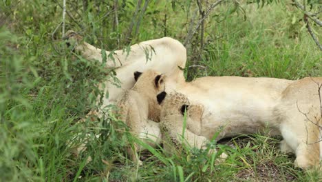 wide shot of two tiny lion cubs suckling, greater kruger