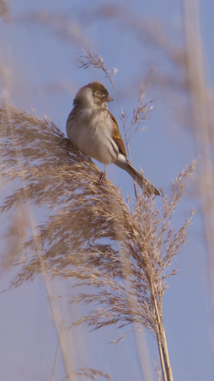 Un uccello è posato su canne che ondeggiano dolcemente, sullo sfondo di un cielo azzurro e limpido. Ideale per documentari sulla fauna selvatica o scene di natura serena.