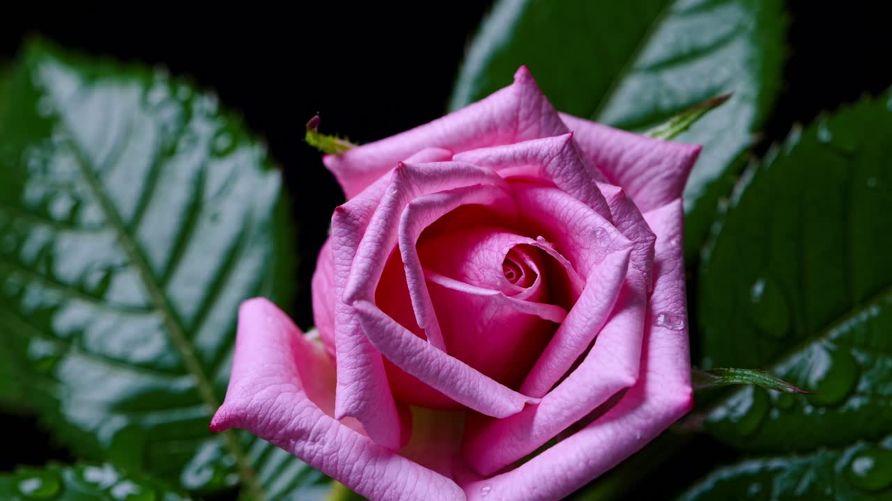 Vídeo en primer plano de una rosa rosa con gotas de rocío en las hojas, grabado desde un ángulo cenital