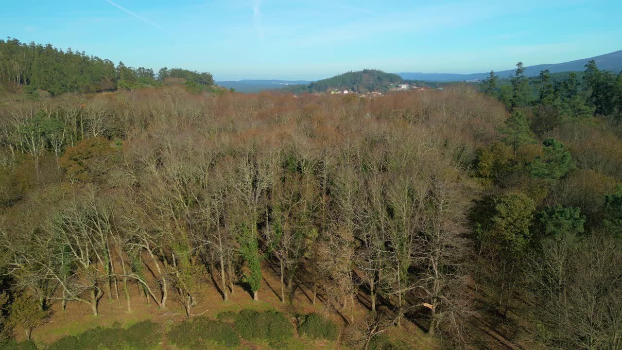 Trees With Leafless Branches With Mountain Ridge In The Background