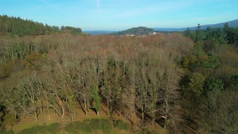 Trees-With-Leafless-Branches-With-Mountain-Ridge-In-The-Background